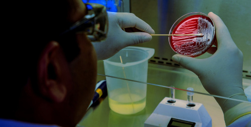 Pathogens in  sewage